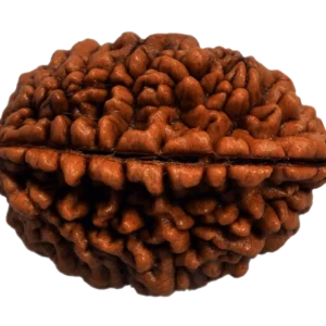 1 Mukhi