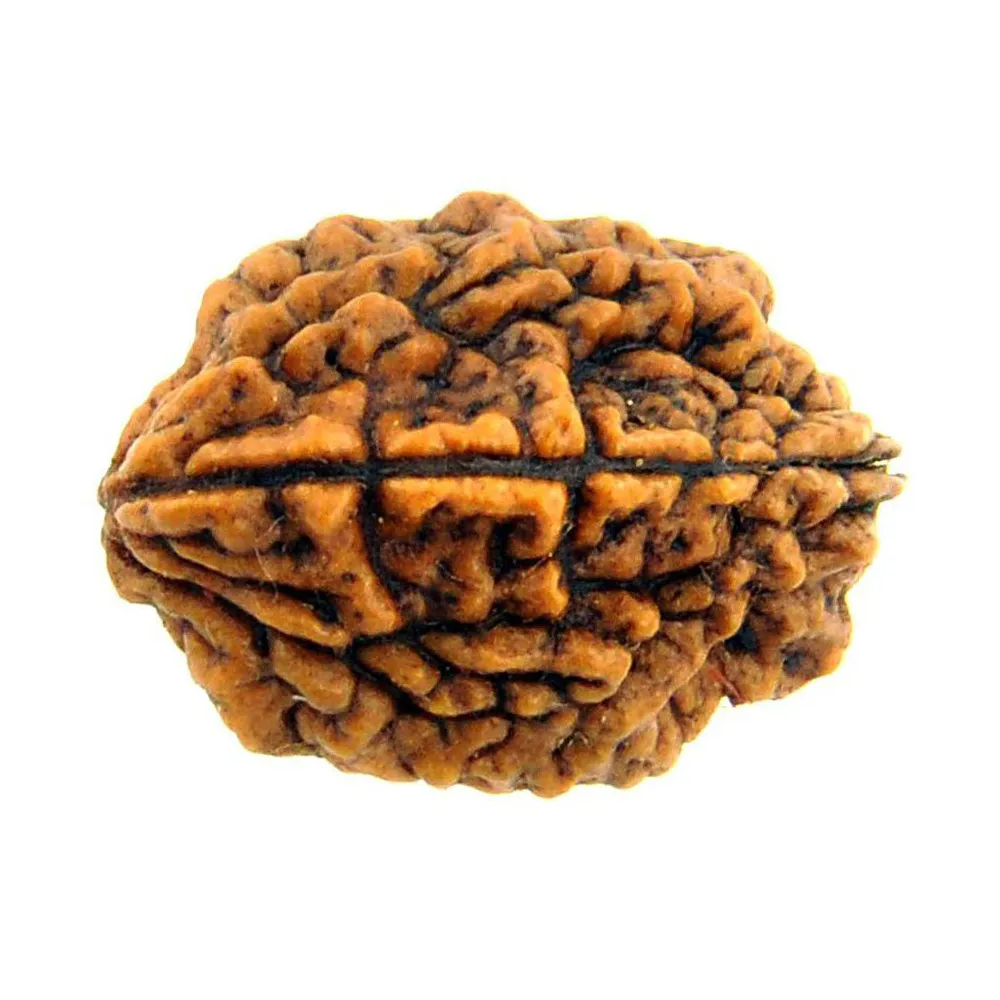 2-Mukhi